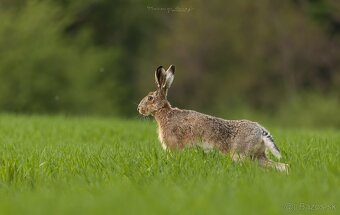 sigma 150-600 sport - 9
