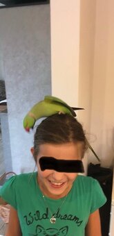 Alexander Malý kľudný krotký. - 9