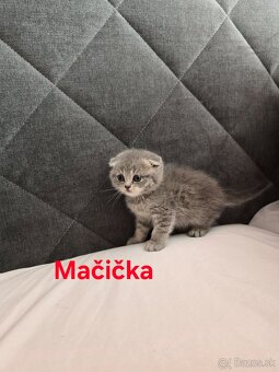 Škótske mačiatka - 9