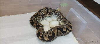 P. Regius.Pyton kralovsky - 9