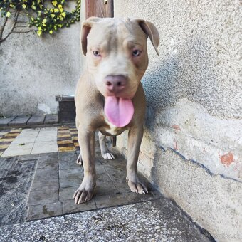 Americký pitbulterier pitbul pitbull silver lilac rare Topp - 9