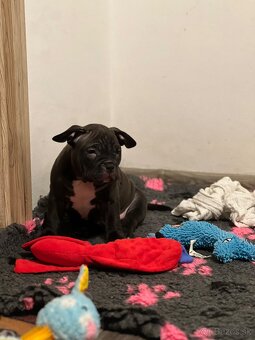 🐾 American Bully Pocket – štěňata na prodej 🐾 - 9