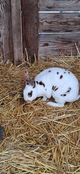 Predám malý chov mäsových králikov. - 9