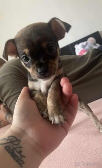 ČIVAVA ŠTENIATKÁ🐾 - 9