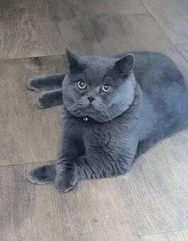 Britske maciatka - 9