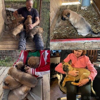 Belgický ovčiak - šteniatka - 9