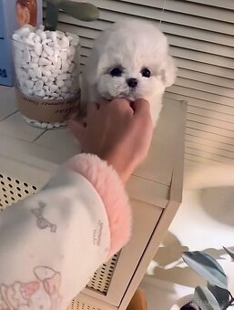 Mini Maltezák - 9