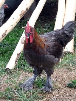 Kohúty marans modrý, čierny - 9