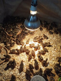 Prepeličie vajíčka - 9