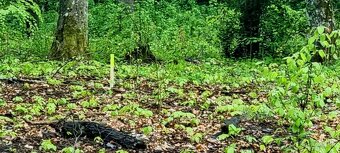 Predaj investičného pozemku v rekreačnej oblasti Kováčová. - 9