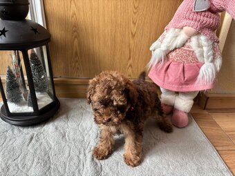 Pudel pudlik toy - 9