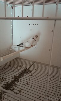 Holúbky diamantove straky - 9