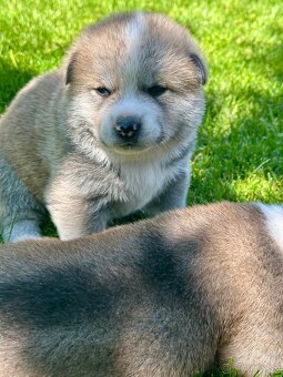 Akita Inu - šteniatka s rodokmeňom - 9