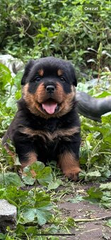 Rottweiler, rotvajler, rtw - 9