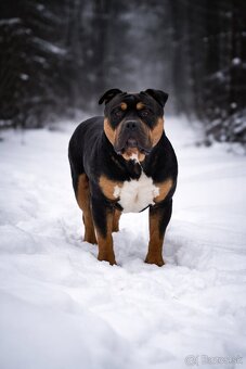 AMERICAN BULLY XL🩵💜 - 9
