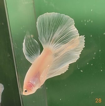 Bojovnica, betta, samec - 9