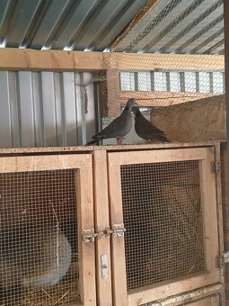 Hrdlička temná - 9