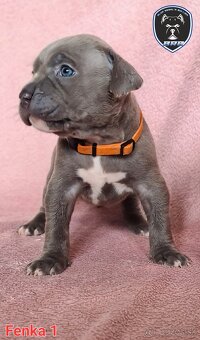 Štěňata American Bully XL s PP ABKC - 9