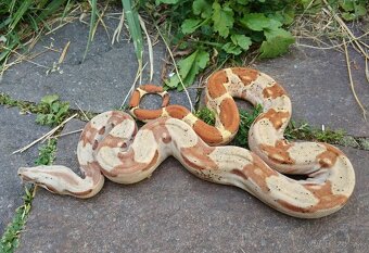 Boa imperator - Paraglow Motley Jungle, Sunglow Motley - 9
