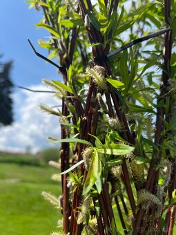 AKTUÁLNE❗PLETENÁ VŔBA, AMERICKÁ vŕba Salix ❗180CM ❗CELÉ SK❗ - 9