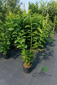 🌿 „Vavrínovce a červienky – farebný raj pre vašu záhradu“ - 9