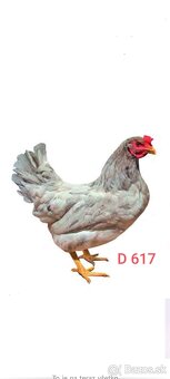 Kuriatka - 9