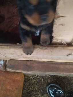 Lotwajler -bersky salašnícky ovčiak - 9