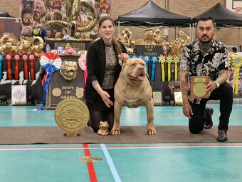 American bully xl xxl - 9