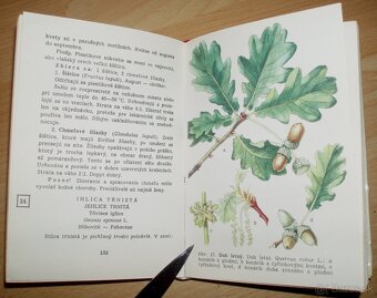 Liečivé rastliny a lesné plody - 9
