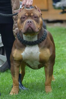 American Bully XL XXL - 9