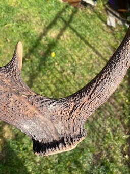 Jelenie zhody / parohy 74cm - 9