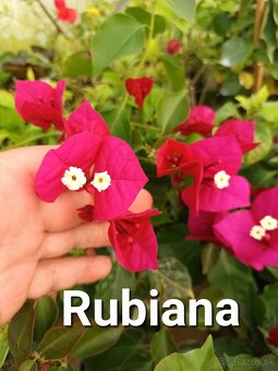 Bougainvillea,( bougainvillea, bugenvilea, bugenvila ) - 9