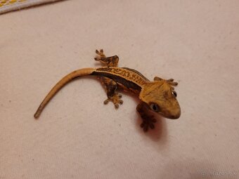 Pagekon riasnaty - 9