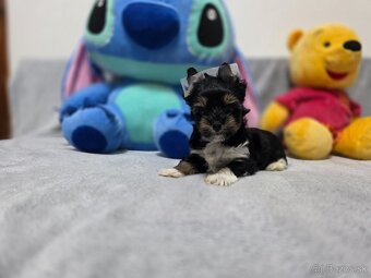 York, biewer,yorksirsky terier - 9