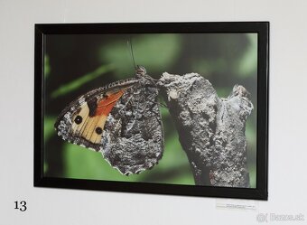 Fotografie motýľov, zarámované, 96 x66 (101 x 70) cm - 9