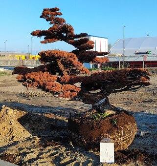 Suchý bonsai pre biophilic design - unikátny doplnok - 9