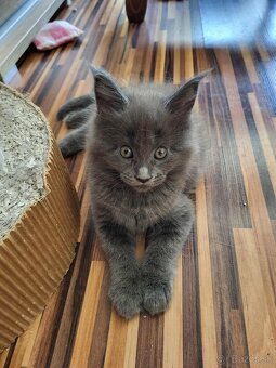Mačiatka Maine Coon - 9