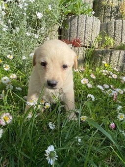 Darujem miešance Labradoru - 9