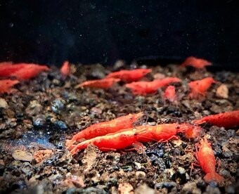 krevetky (Neocaridina) - 9