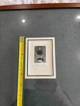 Brunovsky albín - 9