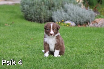Na predaj šteniatka - border kolia (hnedá línia) - 9
