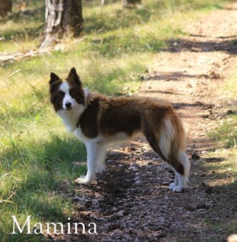 Border kolia - šteniatka na predaj - 9