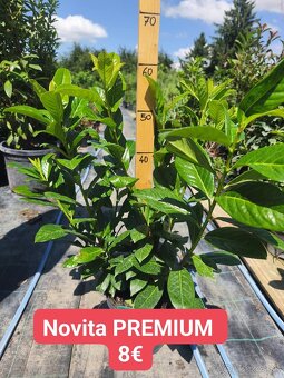 vavrínovec, červienka, živý plot - 9