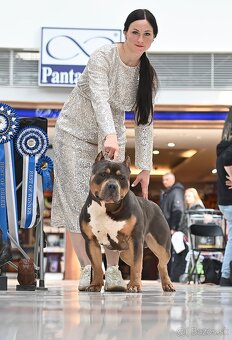 American Bully XL - Exkluzívne spojenie šampiónov - 9