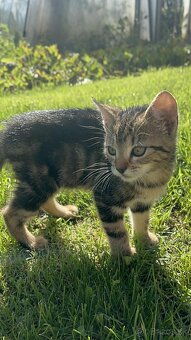 🐾 DARUJEM MAČIATKO DO DOBRÝCH RÚK 🐾 - 9
