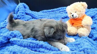 Pyrenejský ovčák - štěňátka s PP - 9