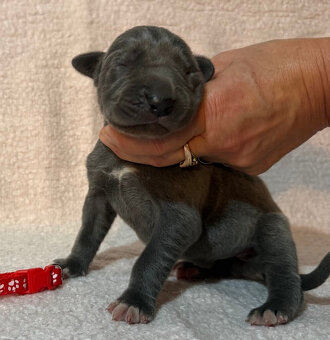 Německá doga modrá s PP - 9