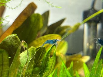 Krevetky neocaridina Blue Dream - 9