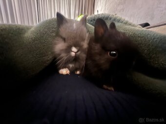 Predáme mláďatká zakrslého králika - 9