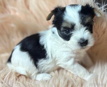 Yorkshire Terrier s PP - 9
